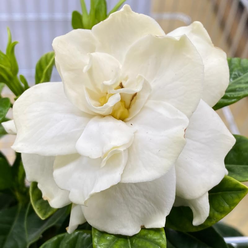 White Flower Gardenia Live Plant in 4 Inch Pot T600