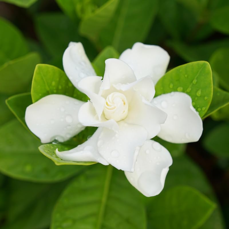 White Flower Gardenia Live Plant in 4 Inch Pot T600