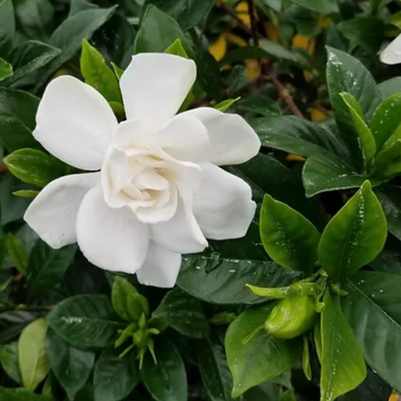 White Flower Gardenia Live Plant in 4 Inch Pot T600
