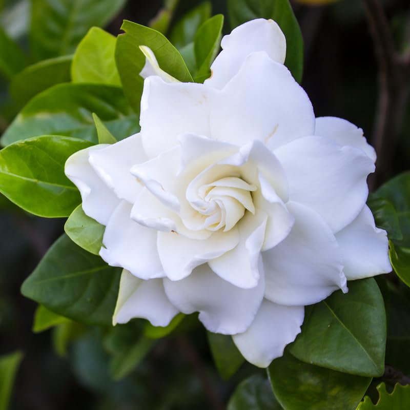 White Flower Gardenia Live Plant in 4 Inch Pot T600